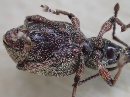 Réf. 281 024 : Otiorhynchus veterator